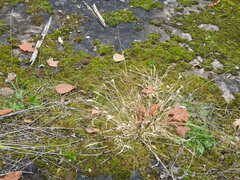 Panicum philadelphicum philadelphicum