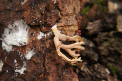 Ramaria stricta