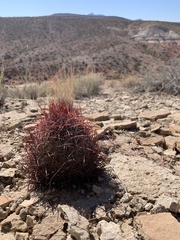 Echinomastus johnsonii