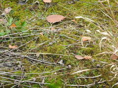 Panicum philadelphicum philadelphicum