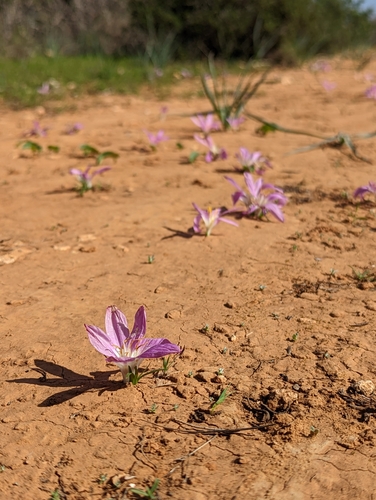 Colchicum filifolium