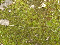 Panicum philadelphicum philadelphicum