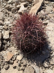 Echinomastus johnsonii