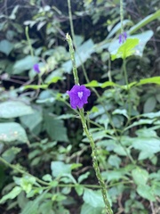 Stachytarpheta jamaicensis