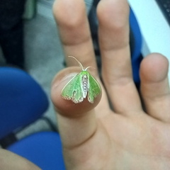 Geometrinae