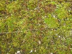 Panicum philadelphicum philadelphicum