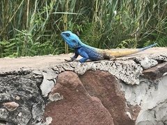 Acanthocercus atricollis