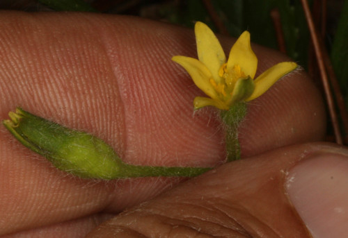 Hypoxis angustifolia image