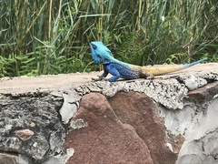 Acanthocercus atricollis