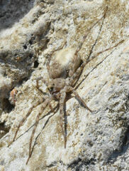 Pardosa mercurialis