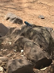 Acanthocercus atricollis