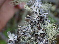 Hypogymnia tubulosa