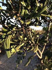 Cupaniopsis anacardioides