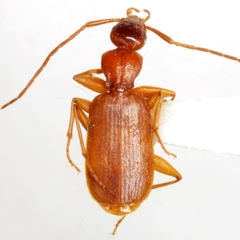 Zuphioides longicolle
