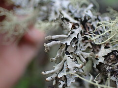 Hypogymnia tubulosa