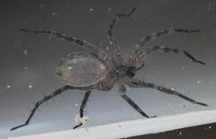 Pardosa mercurialis