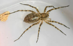 Pardosa mercurialis
