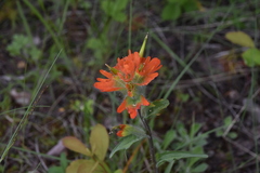 Castilleja hispida hispida