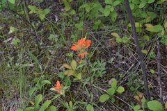 Castilleja hispida hispida