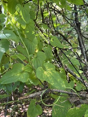 Dioscorea polystachya