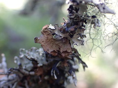 Tuckermanopsis platyphylla