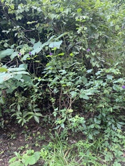 Stachytarpheta jamaicensis