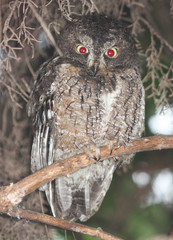 Otus rutilus rutilus