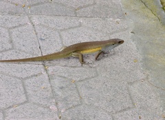 Eutropis multifasciata