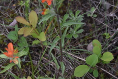 Castilleja hispida hispida