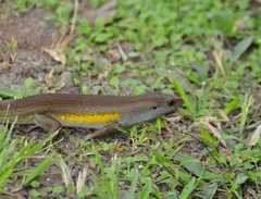 Eutropis multifasciata