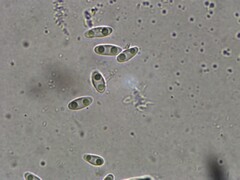 Ionomidotis irregularis