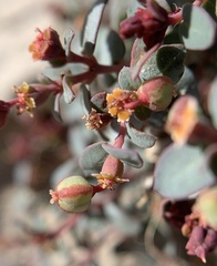 Euphorbia fendleri