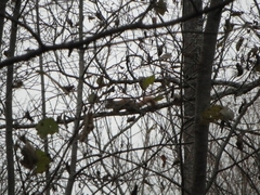 Tamiasciurus hudsonicus