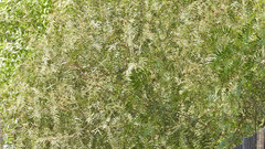 Schinus molle