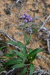 Saussurea denticulata