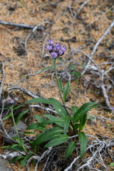 Saussurea denticulata