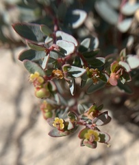 Euphorbia fendleri