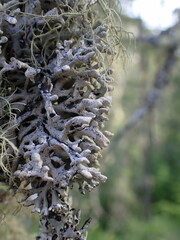 Hypogymnia tubulosa