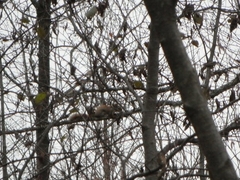 Tamiasciurus hudsonicus