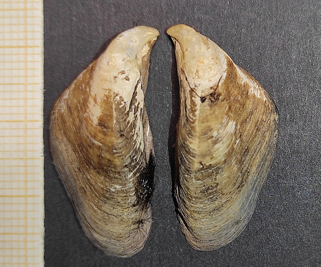 Dreissena carinata