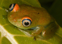Boophis viridis