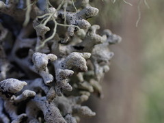 Hypogymnia tubulosa