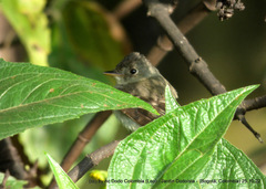 Empidonax