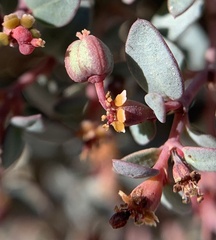 Euphorbia fendleri