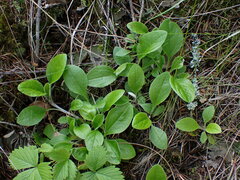 Antennaria racemosa
