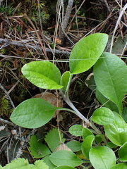 Antennaria racemosa