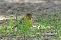 Spinus barbatus