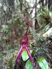 Masdevallia parvula