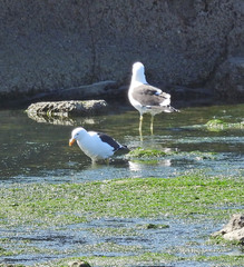 Larus dominicanus