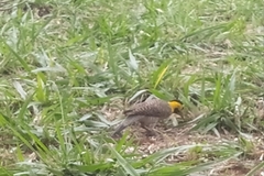 Colaptes campestris campestris